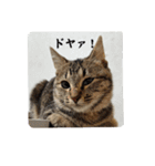 びっきなあんこ と うりと とら（個別スタンプ：11）