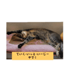 びっきなあんこ と うりと とら（個別スタンプ：16）