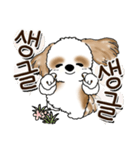 シーズー犬 『韓国語だけ』2（個別スタンプ：15）
