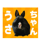 ひーちゃんぬのスタンプ（個別スタンプ：1）