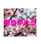 【 桜 卒業 入学 春のスタンプです 】（個別スタンプ：15）