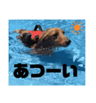 エースの日常スタンプⅡ（個別スタンプ：12）