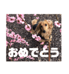 エースの日常スタンプⅡ（個別スタンプ：15）