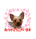 ヨーキーのまめたん（個別スタンプ：1）