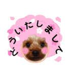 ヨーキーのまめたん（個別スタンプ：4）