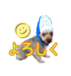 ヨーキーのまめたん（個別スタンプ：6）