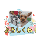ヨーキーのまめたん（個別スタンプ：7）