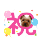 ヨーキーのまめたん（個別スタンプ：8）