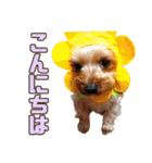 ヨーキーのまめたん（個別スタンプ：10）