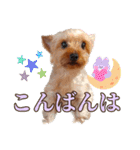 ヨーキーのまめたん（個別スタンプ：11）