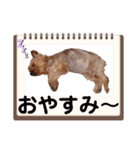 ヨーキーのまめたん（個別スタンプ：12）