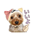 ヨーキーのまめたん（個別スタンプ：14）