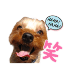 ヨーキーのまめたん（個別スタンプ：17）
