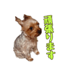ヨーキーのまめたん（個別スタンプ：22）