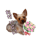 ヨーキーのまめたん（個別スタンプ：24）