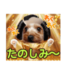 ヨーキーのまめたん（個別スタンプ：25）