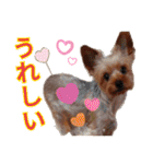 ヨーキーのまめたん（個別スタンプ：28）