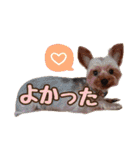 ヨーキーのまめたん（個別スタンプ：29）