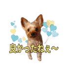 ヨーキーのまめたん（個別スタンプ：30）
