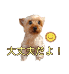 ヨーキーのまめたん（個別スタンプ：32）