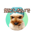 ヨーキーのまめたん（個別スタンプ：33）