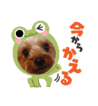 ヨーキーのまめたん（個別スタンプ：37）