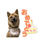 つつじちゃんスタンプ2（個別スタンプ：12）