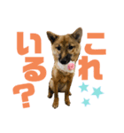 つつじちゃんスタンプ2（個別スタンプ：13）