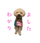 エイトとルーク 犬兎（個別スタンプ：1）