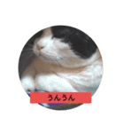 元野良猫きびまるの日常（個別スタンプ：7）