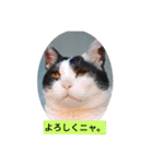 元野良猫きびまるの日常（個別スタンプ：11）