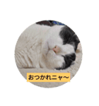 元野良猫きびまるの日常（個別スタンプ：13）