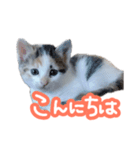 ナナちゃんです︎^_^（個別スタンプ：2）