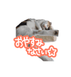 ナナちゃんです︎^_^（個別スタンプ：3）