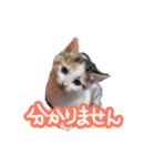 ナナちゃんです︎^_^（個別スタンプ：7）