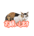 ナナちゃんです︎^_^（個別スタンプ：12）
