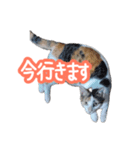 ナナちゃんです︎^_^（個別スタンプ：16）