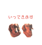 うちの愛犬Ver．？（個別スタンプ：4）