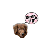 うちの愛犬Ver．？（個別スタンプ：8）