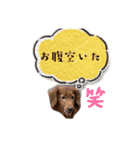 うちの愛犬Ver．？（個別スタンプ：11）