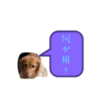 うちの愛犬Ver．？（個別スタンプ：12）