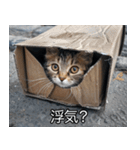 メンヘラ子猫【猫・ねこ・カップル】（個別スタンプ：3）