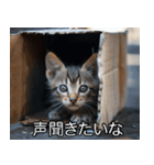 メンヘラ子猫【猫・ねこ・カップル】（個別スタンプ：5）