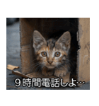 メンヘラ子猫【猫・ねこ・カップル】（個別スタンプ：6）