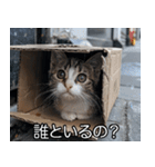 メンヘラ子猫【猫・ねこ・カップル】（個別スタンプ：8）
