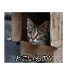 メンヘラ子猫【猫・ねこ・カップル】（個別スタンプ：9）