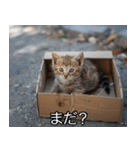 メンヘラ子猫【猫・ねこ・カップル】（個別スタンプ：12）