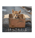 メンヘラ子猫【猫・ねこ・カップル】（個別スタンプ：13）
