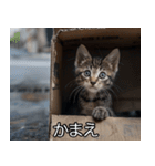 メンヘラ子猫【猫・ねこ・カップル】（個別スタンプ：14）