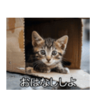 メンヘラ子猫【猫・ねこ・カップル】（個別スタンプ：17）